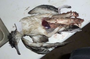 Καβάλα: 70 θαλασσοπούλια πνίγηκαν στα δίχτυα του ψαρά